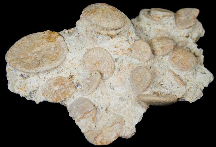Fossil Sand Dollar (Heliophora) Plate - Boujdour, Morocco #14155
